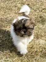 Chad, a male Shih Tzu for sale in New Baltimore, MI – Photo 10 of 10