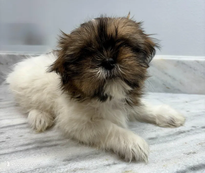 Chad – Shih Tzu puppy for sale in New Baltimore, MI