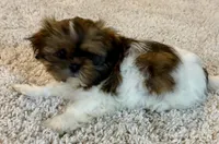 Chad, a male Shih Tzu for sale in New Baltimore, MI – Photo 3 of 10
