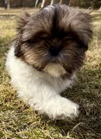 Chad, a male Shih Tzu for sale in New Baltimore, MI – Photo 6 of 10
