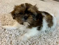 Chad, a male Shih Tzu for sale in New Baltimore, MI – Photo 2 of 10