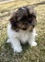 Chad, a male Shih Tzu for sale in New Baltimore, MI – Photo 5 of 10