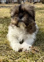 Chad, a male Shih Tzu for sale in New Baltimore, MI – Photo 8 of 10