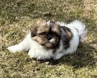 Chad, a male Shih Tzu for sale in New Baltimore, MI – Photo 7 of 10