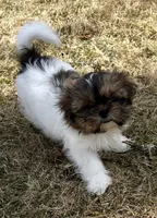 Chad, a male Shih Tzu for sale in New Baltimore, MI – Photo 9 of 10