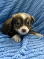 Stella , a female Miniature Australian Shepherd for sale in New Baltimore, MI – Photo 2 of 3