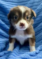 Stella , a female Miniature Australian Shepherd for sale in New Baltimore, MI – Photo 3 of 3