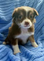 Stella , a female Miniature Australian Shepherd for sale in New Baltimore, MI – Photo 1 of 3