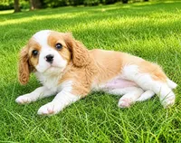 Millie, a female Cavalier King Charles Spaniel for sale in New Baltimore, MI – 5 of 6