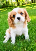 Winston, a male Cavalier King Charles Spaniel for sale in New Baltimore, MI – 6 of 6