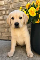 Scout, a male Labrador Retriever for sale in New Baltimore, MI – 1 of 5