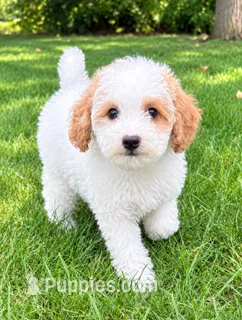 Millie – Poodle - Miniature  puppy for sale in New Baltimore, MI