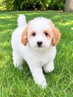 Millie, a female Poodle - Miniature  for sale in New Baltimore, MI – 1 of 5