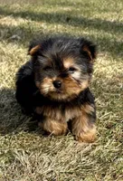 Bandit, a male Yorkshire Terrier for sale in New Baltimore, MI – Photo 3 of 7