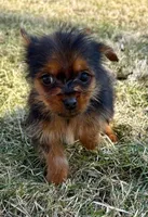 Bentley, a male Yorkshire Terrier for sale in New Baltimore, MI – Photo 3 of 4