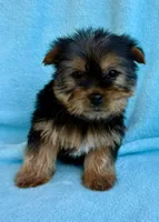 Bandit, a male Yorkshire Terrier for sale in New Baltimore, MI – Photo 7 of 7