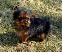 Bentley, a male Yorkshire Terrier for sale in New Baltimore, MI – Photo 1 of 4