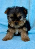Bandit, a male Yorkshire Terrier for sale in New Baltimore, MI – Photo 4 of 7