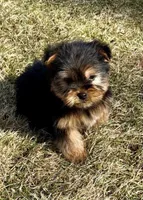 Bandit, a male Yorkshire Terrier for sale in New Baltimore, MI – Photo 5 of 7