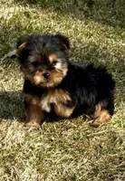 Bandit, a male Yorkshire Terrier for sale in New Baltimore, MI – Photo 6 of 7