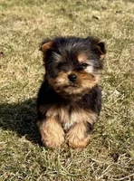 Bandit, a male Yorkshire Terrier for sale in New Baltimore, MI – Photo 2 of 7