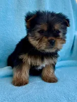 Bandit, a male Yorkshire Terrier for sale in New Baltimore, MI – Photo 1 of 7