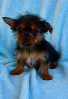 Bentley, a male Yorkshire Terrier for sale in New Baltimore, MI – Photo 4 of 4