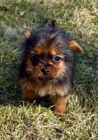 Bentley, a male Yorkshire Terrier for sale in New Baltimore, MI – Photo 2 of 4