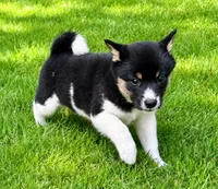 Cooper , a female Shiba Inu for sale in New Baltimore, MI – 2 of 5