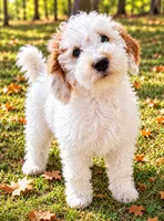Nash , a male Miniature Goldendoodle for sale in New Baltimore, MI – 2 of 5