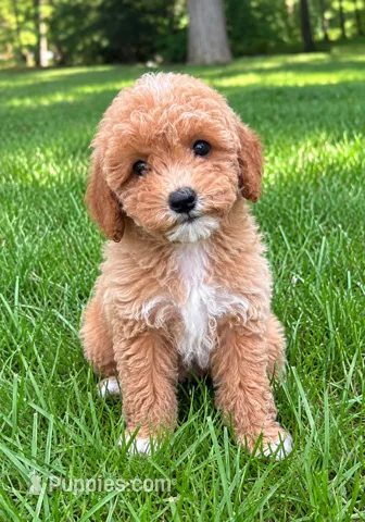 Macy  – Poodle - Miniature  puppy for sale in New Baltimore, MI