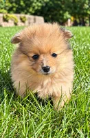 Bailey , a male Yorkshire Terrier for sale in New Baltimore, MI – 2 of 4