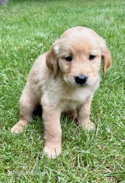 Maggie – Golden Retriever puppy for sale in New Baltimore, MI
