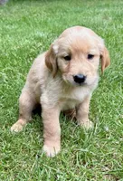 Maggie, a female Golden Retriever for sale in New Baltimore, MI – 1 of 5