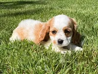 Alice, a male Cavalier King Charles Spaniel for sale in New Baltimore, MI – 4 of 4
