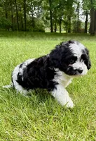 Bo, a male Cavapoo for sale in New Baltimore, MI – 6 of 6