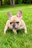 Louie, a male French Bulldog for sale in New Baltimore, MI – 3 of 6