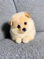 Biscuit , a male Pomeranian for sale in New Baltimore, MI – 3 of 3