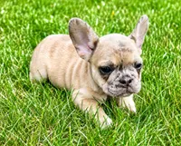 Stella, a female French Bulldog for sale in New Baltimore, MI – 5 of 5