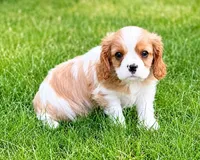 Millie, a female Cavalier King Charles Spaniel for sale in New Baltimore, MI – 2 of 6