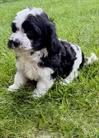 Bo, a male Cavapoo for sale in New Baltimore, MI – 5 of 6