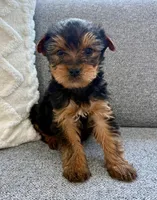 Jack, a male Yorkshire Terrier for sale in New Baltimore, MI – Photo 1 of 3