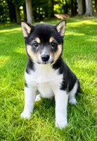 Bella, a female Shiba Inu for sale in New Baltimore, MI – 4 of 5