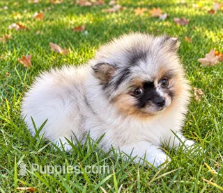Bonnie  – Yorkshire Terrier puppy for sale in New Baltimore, MI
