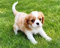 Winston, a male Cavalier King Charles Spaniel for sale in New Baltimore, MI – 2 of 6