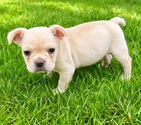 Leo, a male French Bulldog for sale in New Baltimore, MI – 2 of 6