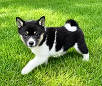 Cooper , a female Shiba Inu for sale in New Baltimore, MI – 3 of 5