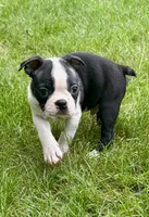 Charlie, a male Boston Terrier for sale in New Baltimore, MI – 4 of 6