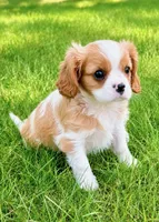 Millie, a female Cavalier King Charles Spaniel for sale in New Baltimore, MI – 3 of 6