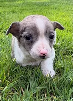 Savannah, a female Chihuahua for sale in New Baltimore, MI – 3 of 6